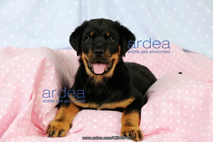 : DOG. Rottweiler puppy with tongue out lying down on blanket : DOG. Rottweiler puppy with tongue out lying down on blanket