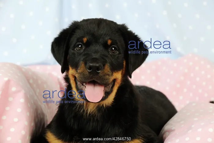 : DOG. Rottweiler puppy with tongue out lying down on blanket : DOG. Rottweiler puppy with tongue out lying down on blanket