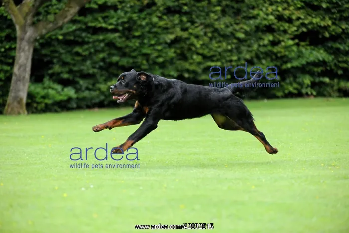 : Dog - Rottweiler running : Dog - Rottweiler running