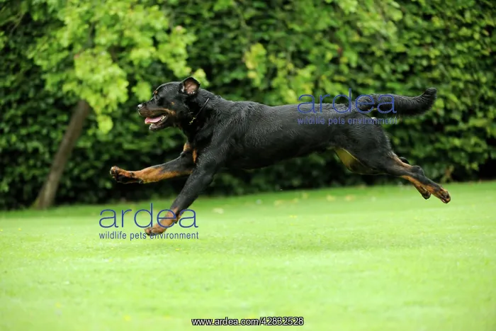 : Dog - Rottweiler running : Dog - Rottweiler running