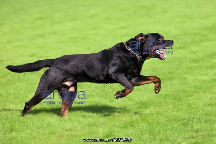  : Dog - Rottweiler running