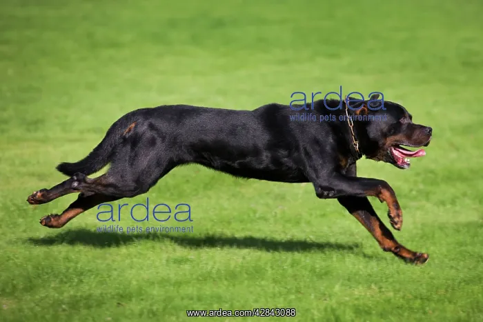  : Dog - Rottweiler running