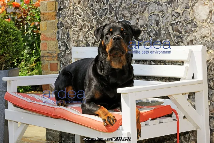 : Dog - Rottweiler sitting on bench : Dog - Rottweiler sitting on bench