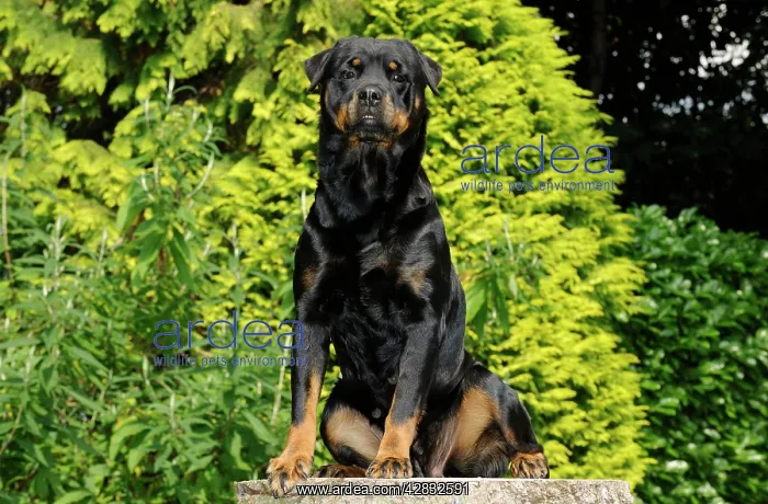 : Dog - Rottweiler sitting on tree stump : Dog - Rottweiler sitting on tree stump