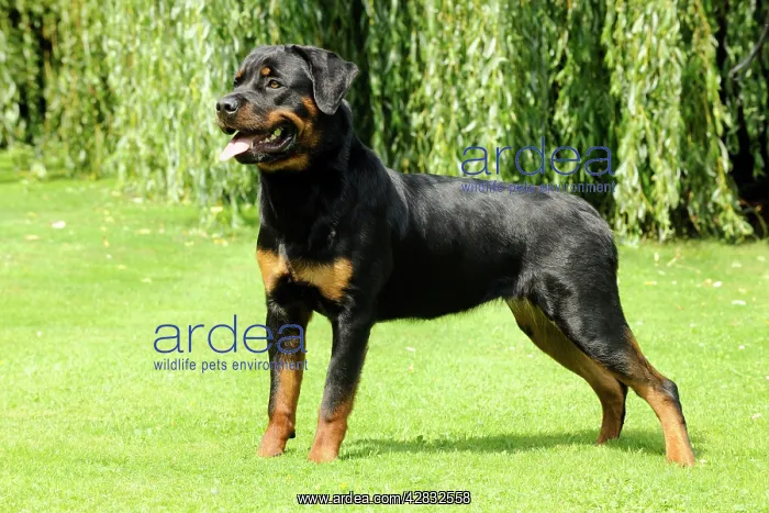 : Dog - Rottweiler standing on grass : Dog - Rottweiler standing on grass