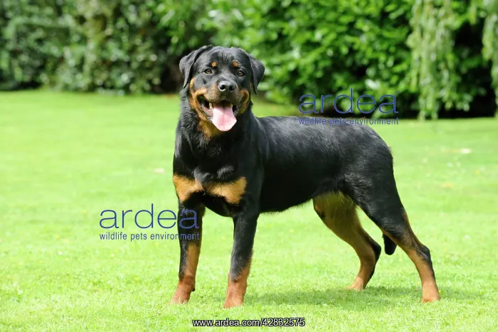 : Dog - Rottweiler standing on grass : Dog - Rottweiler standing on grass