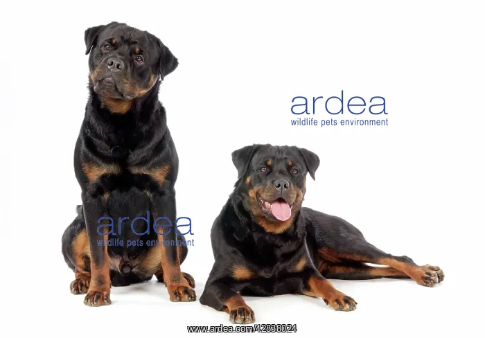 : DOG. Two rottweilers : DOG. Two rottweilers