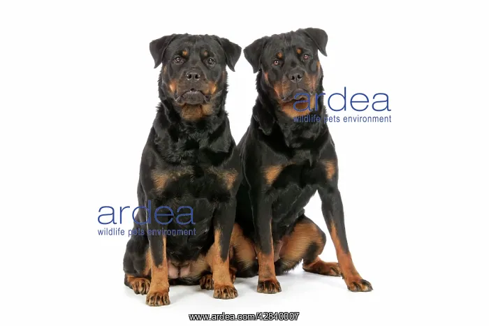 : DOG. Two rottweilers : DOG. Two rottweilers