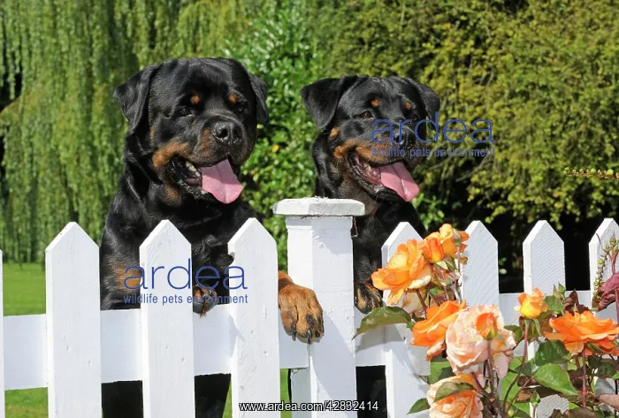 : Dog - Rottweilers looking over fence : Dog - Rottweilers looking over fence