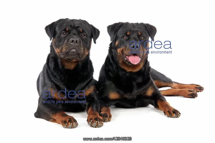: DOG. Two rottweilers lying down : DOG. Two rottweilers lying down