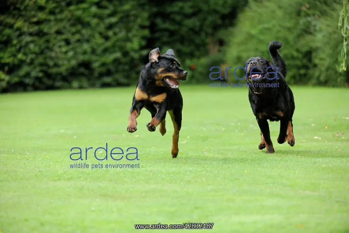 : Dog - Rottweilers running : Dog - Rottweilers running