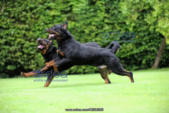 : Dog - Rottweilers running : Dog - Rottweilers running