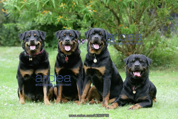 : Dog - Rottweilers sitting down together : Dog - Rottweilers sitting down together