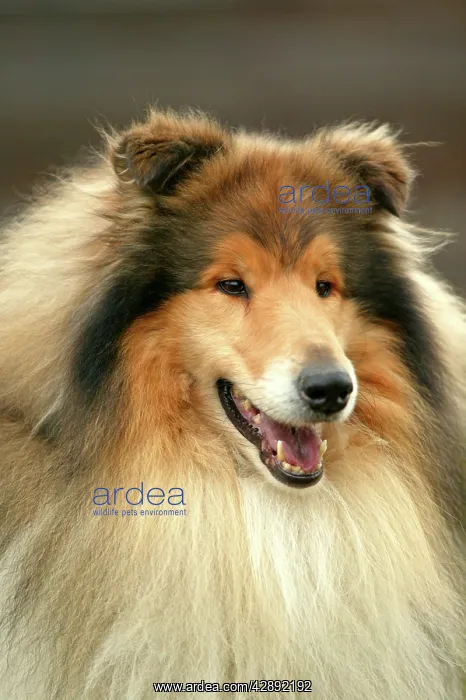  : Dog - Rough Collie