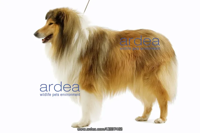  : Dog - Rough Collie