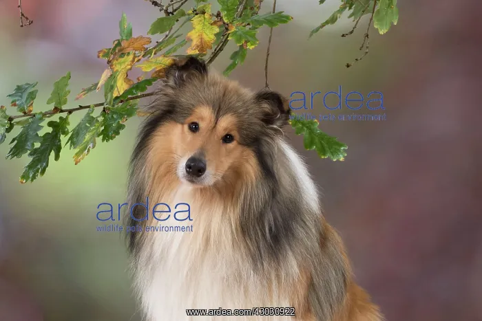 : Dog Rough Collie : Dog Rough Collie