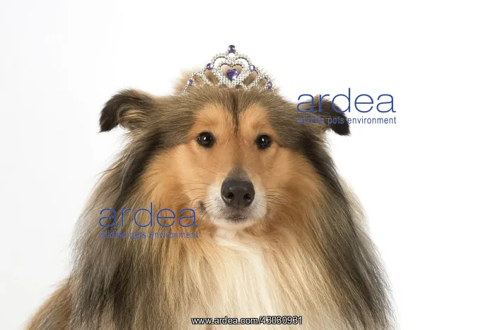  : Dog Rough Collie