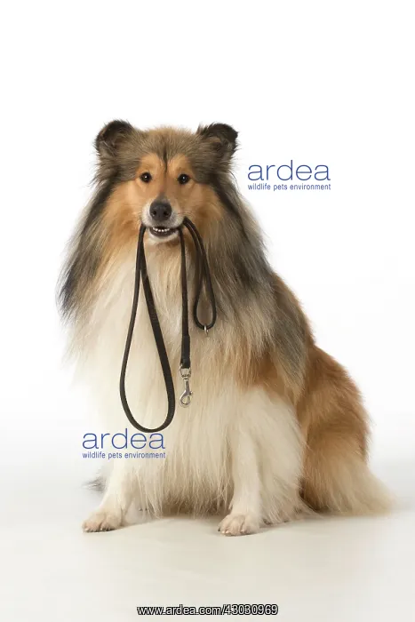  : Dog Rough Collie