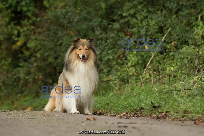  : Dog Rough Collie