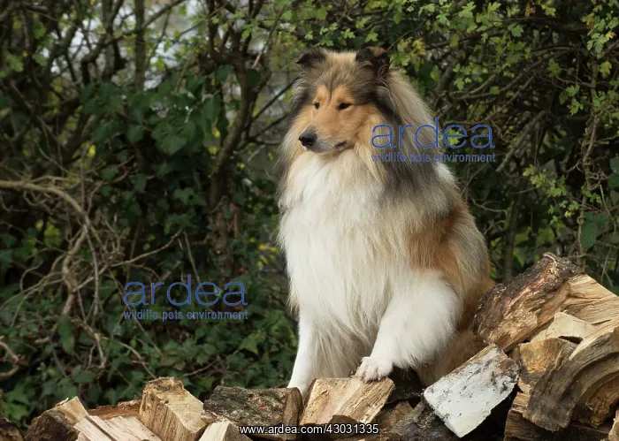  : Dog Rough Collie