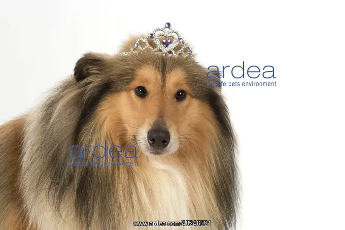  : Dog Rough Collie