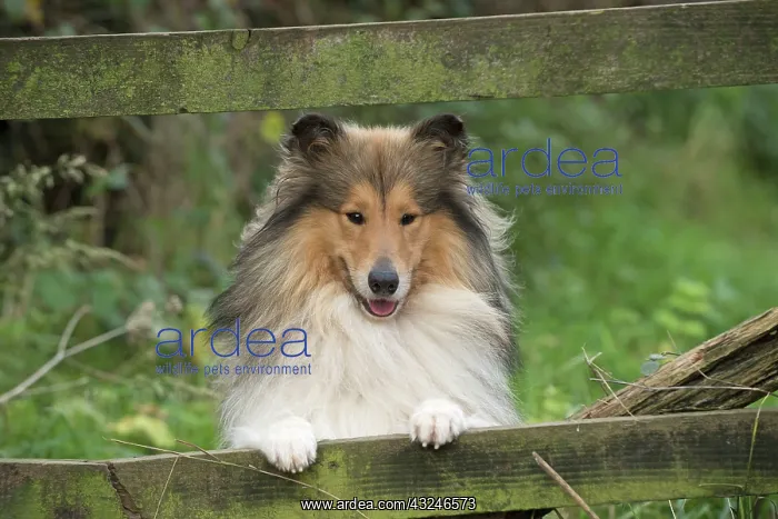 : Dog Rough Collie : Dog Rough Collie