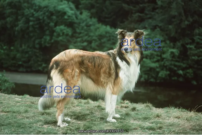 : DOG - ROUGH COLLIE : DOG - ROUGH COLLIE