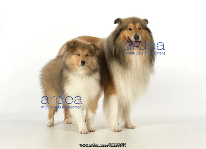 : Dog Rough Collie adult & puppy : Dog Rough Collie adult & puppy