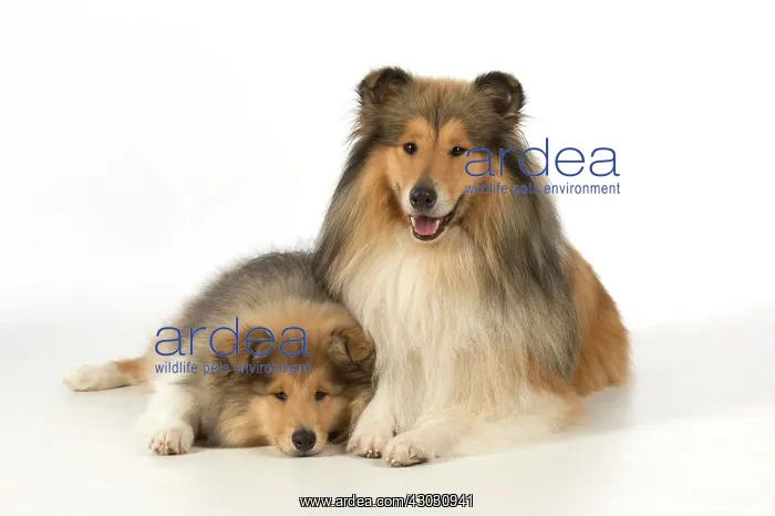  : Dog Rough Collie adult & puppy