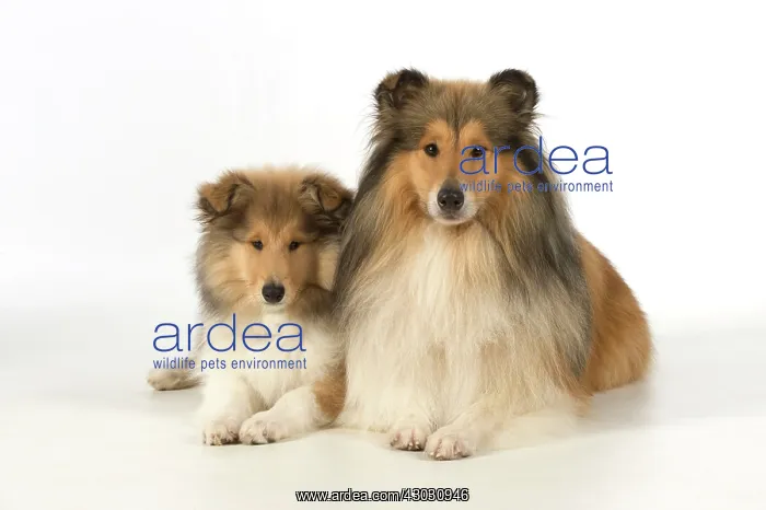 : Dog Rough Collie adult & puppy : Dog Rough Collie adult & puppy