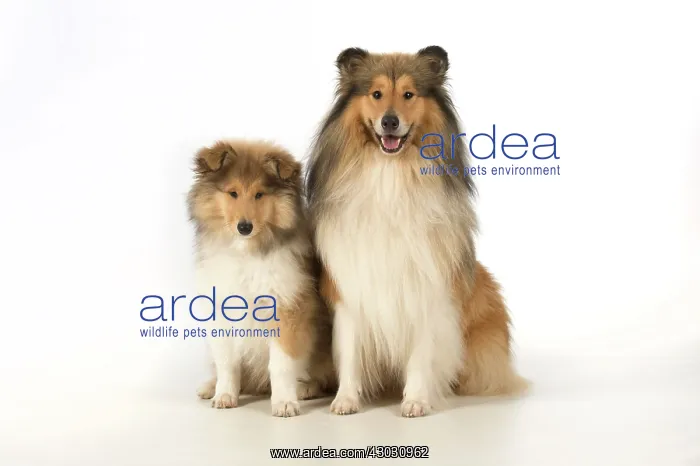 : Dog Rough Collie adult & puppy : Dog Rough Collie adult & puppy
