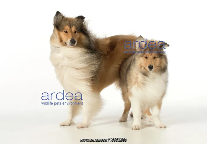 : Dog Rough Collie adult & puppy : Dog Rough Collie adult & puppy