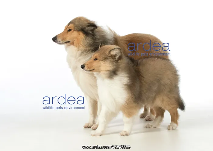 : Dog Rough Collie adult & puppy : Dog Rough Collie adult & puppy