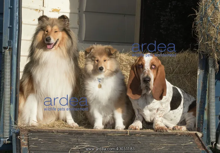 : Dog Rough Collie adult and puppy and Basset Hound sitting in a horse box : Dog Rough Collie adult and puppy and Basset Hound sitting in a horse box