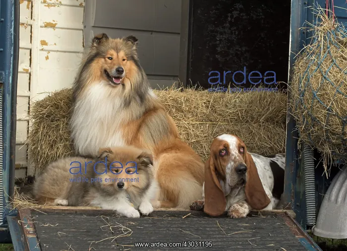 : Dog Rough Collie adult and puppy and Basset Hound sitting in a horse box : Dog Rough Collie adult and puppy and Basset Hound sitting in a horse box