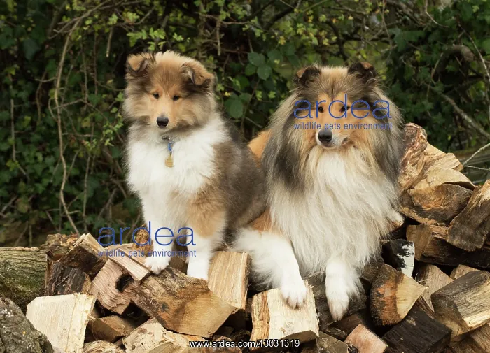  : Dog Rough Collie adult & puppy on a log pile