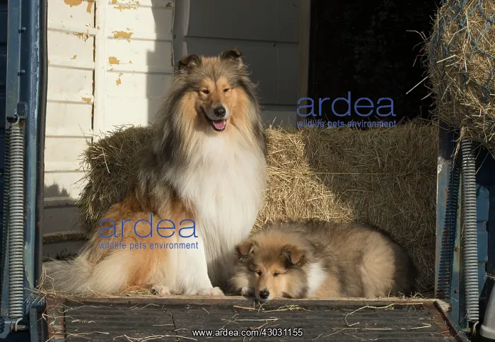  : Dog Rough Collie adult & puppy sitting in a horse box