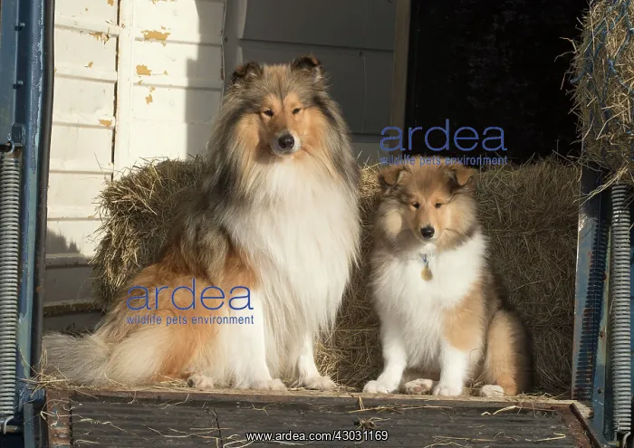  : Dog Rough Collie adult & puppy sitting in a horse box