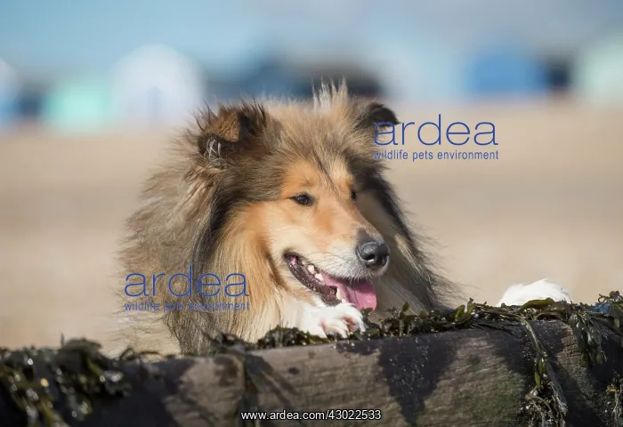  : Dog Rough Collie on a beach looking over break water