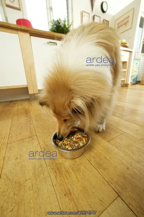  : Dog - Rough Collie - eating dog food from bowl in kitchen