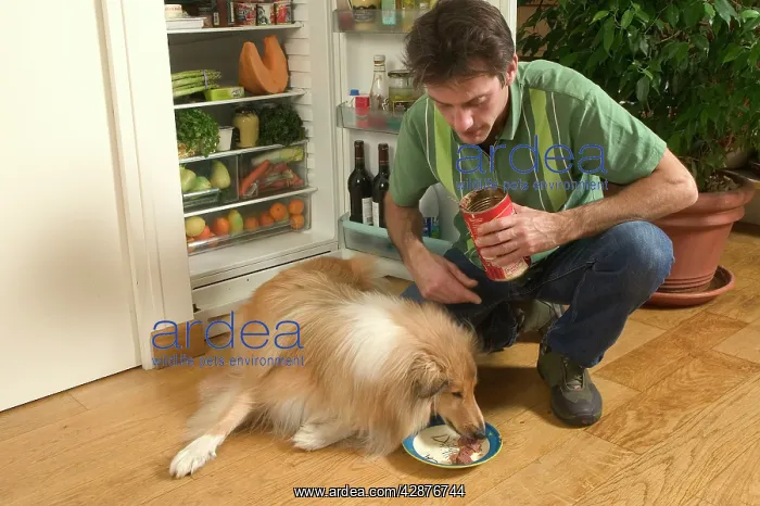  : Dog - Rough Collie being fed web food by owner