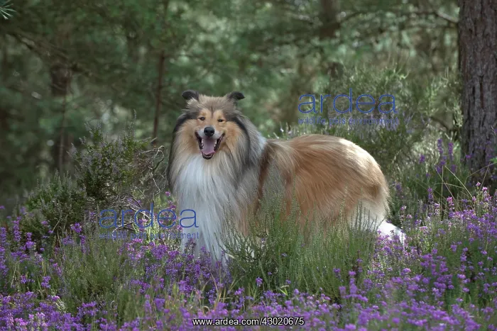  : Dog Rough Collie in heather