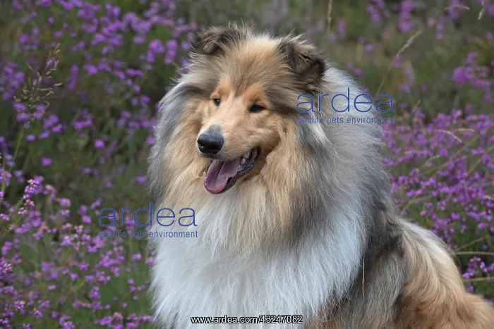  : Dog Rough Collie in heather