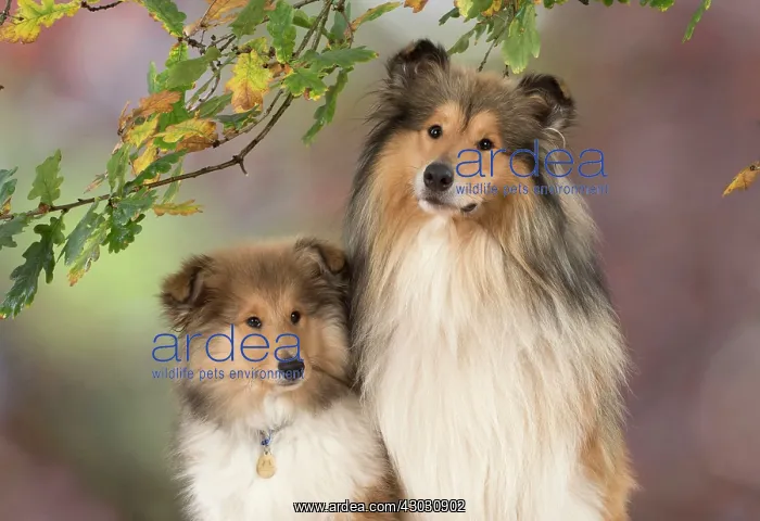 : Dog Rough Collie puppy & adult in autumn setting : Dog Rough Collie puppy & adult in autumn setting