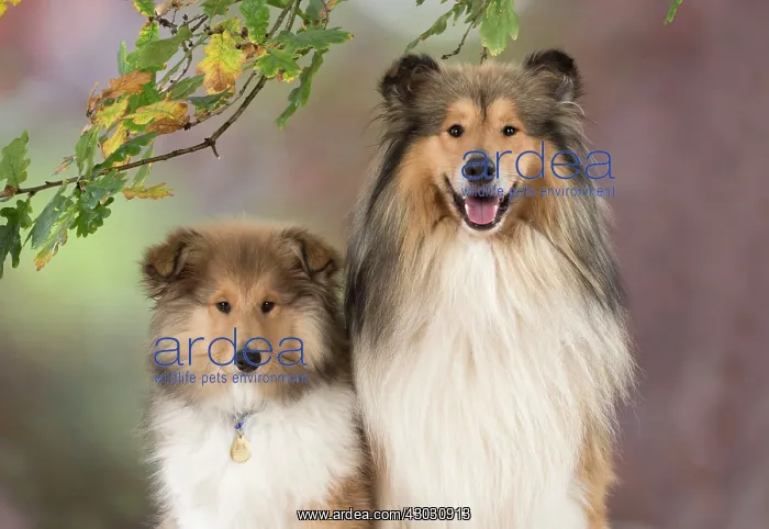 : Dog Rough Collie puppy & adult in autumn setting : Dog Rough Collie puppy & adult in autumn setting