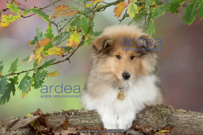  : Dog Rough Collie puppy in autumn setting