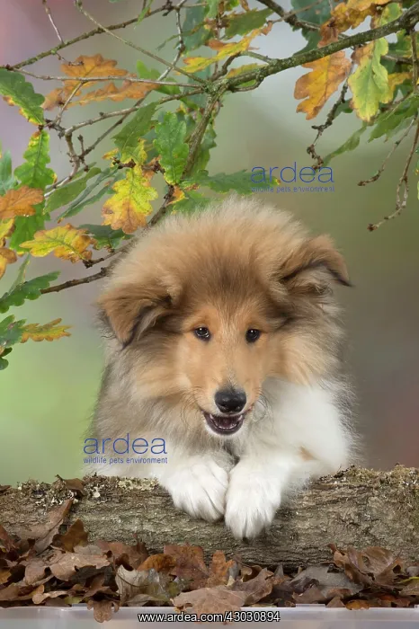  : Dog Rough Collie puppy in autumn setting