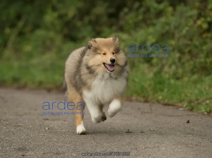  : Dog Rough Collie puppy running to camera