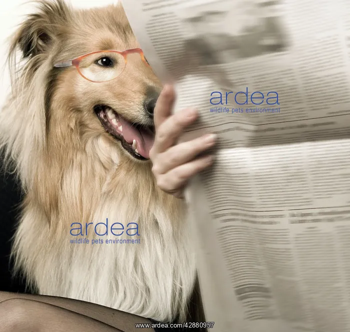  : Dog - Rough Collie reading newspaper