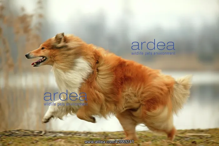  : Dog - Rough Collie - running